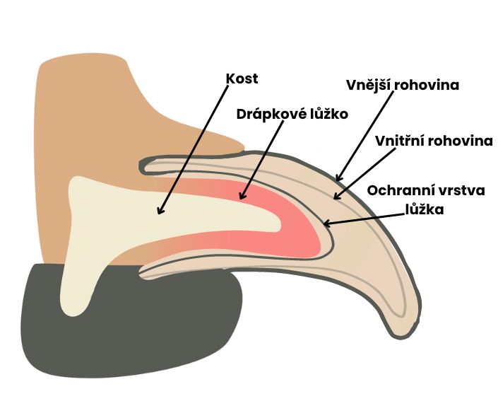 anatomie drapka  (1)